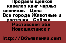 Продаем щенков кавалер кинг чарльз спаниель › Цена ­ 60 000 - Все города Животные и растения » Собаки   . Ростовская обл.,Новошахтинск г.